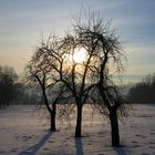 Sonne macht 3 Bäume wärmen