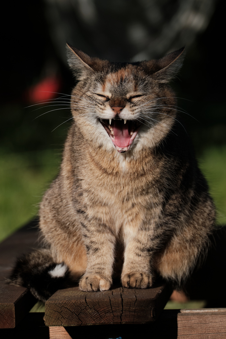 Sonne macht müde