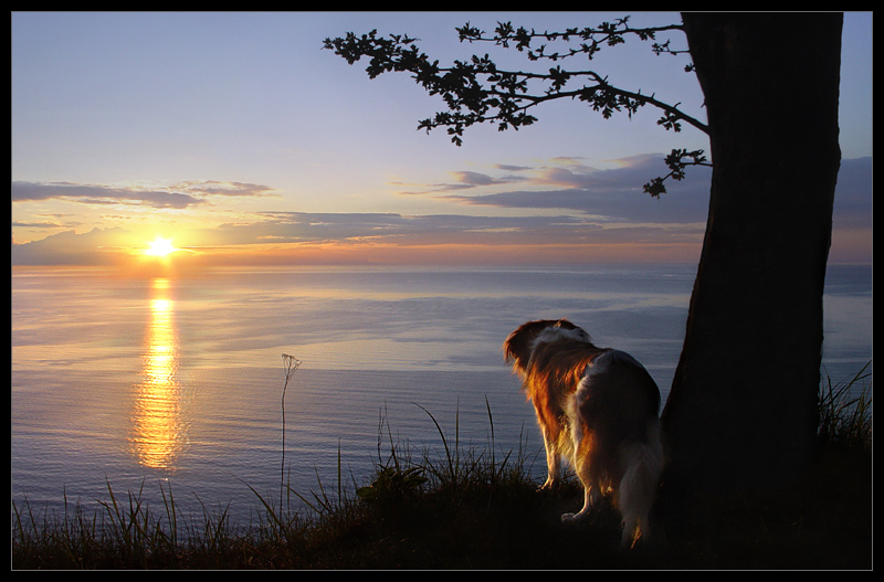 Sonne Meer und Hund