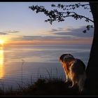 Sonne Meer und Hund