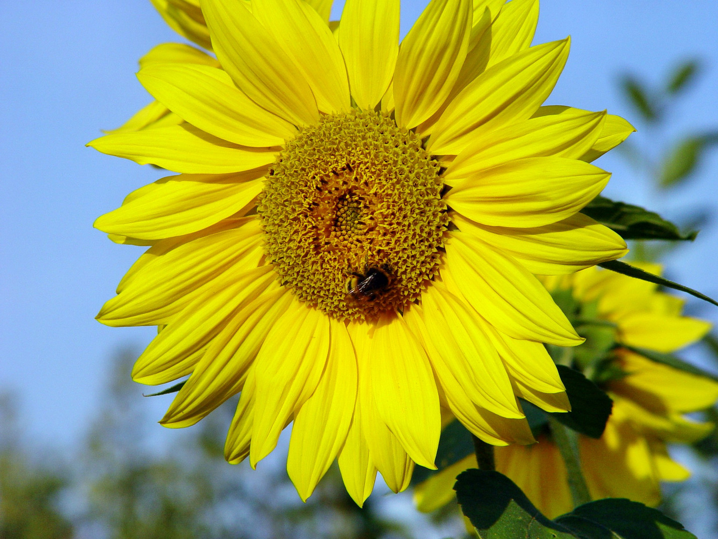 Sonne mit Blume und Hummel
