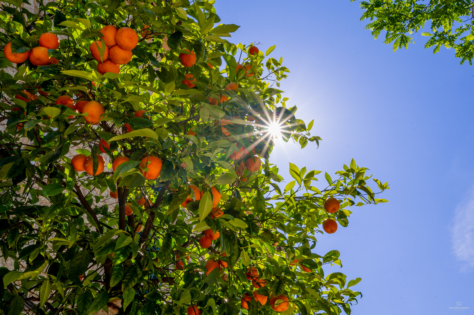 Sonne mit Orangen