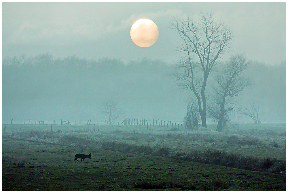 Sonne mit Reh(bock) im Nebel und so - für Franz ...