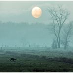 Sonne mit Reh(bock) im Nebel und so - für Franz ...