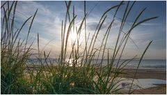 Sonne mittig durchs Gras