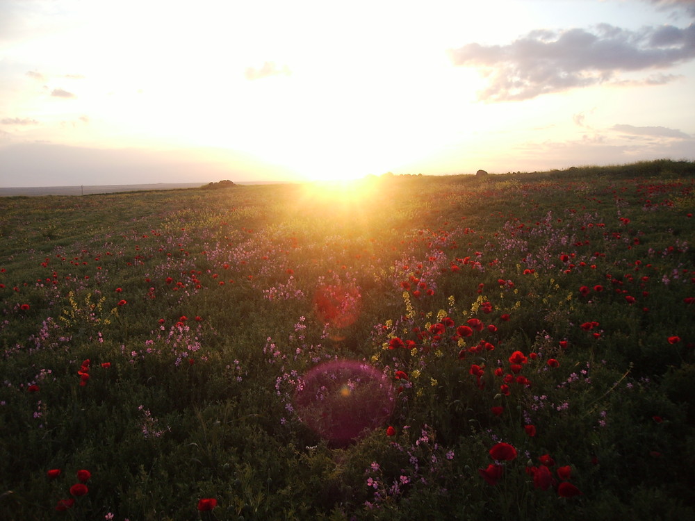 sonne , mohn