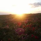 sonne , mohn