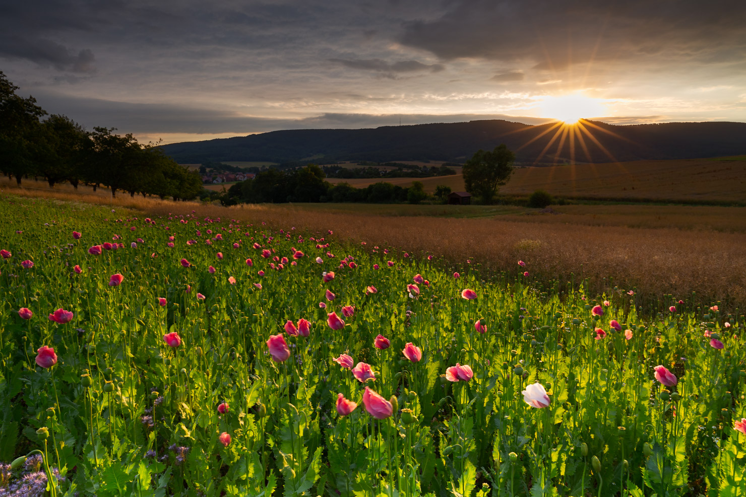 ~~ Sonne & Mohn ~~