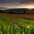 ~~ Sonne & Mohn ~~