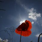 Sonne, Mohn fehlen nur die Sterne