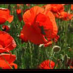 Sonne, Mohn, Provence...