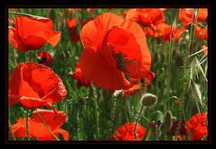 Sonne, Mohn, Provence...