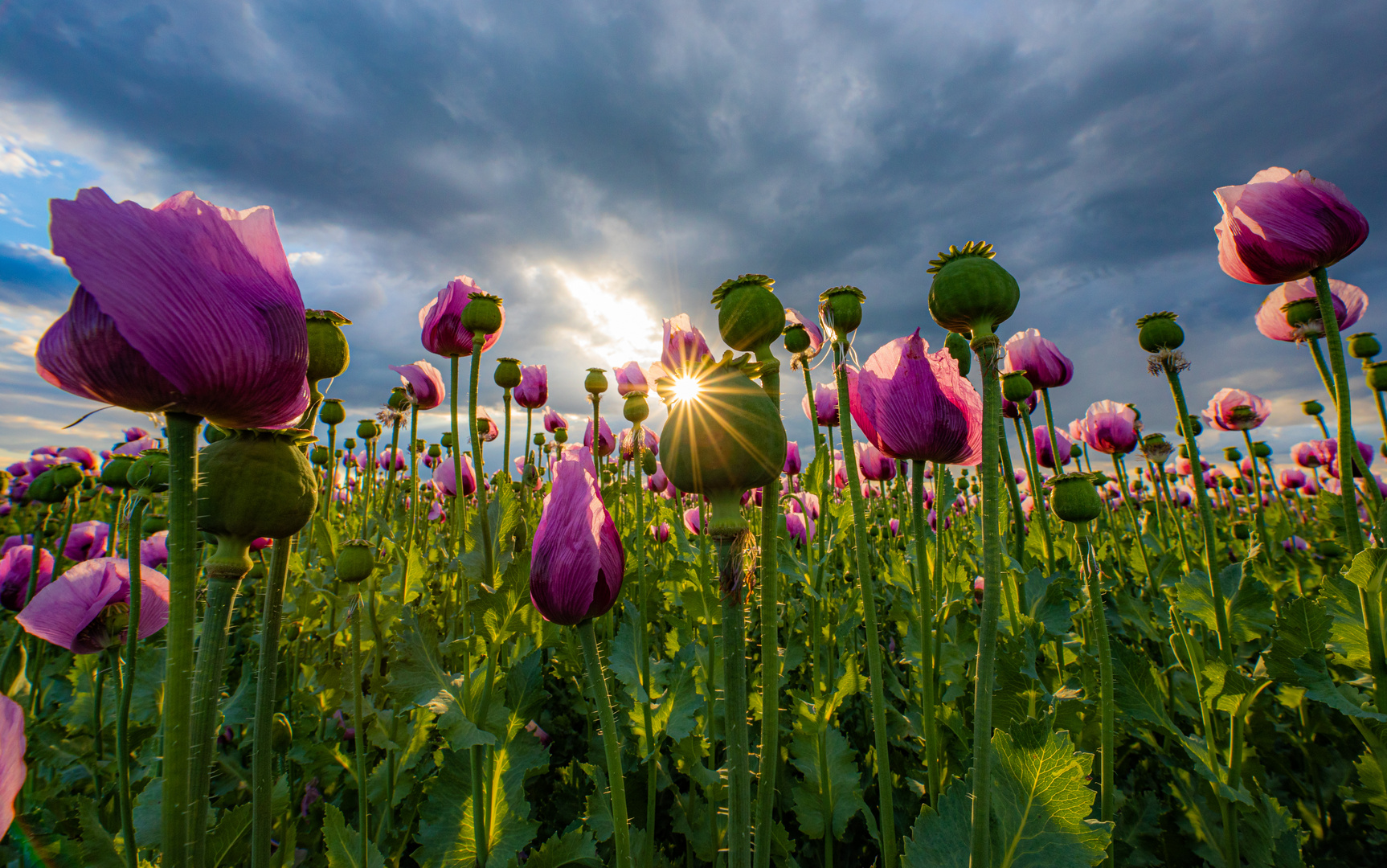 Sonne, Mohn und Blendensterne