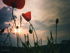 Sonne, Mohn und Farben 