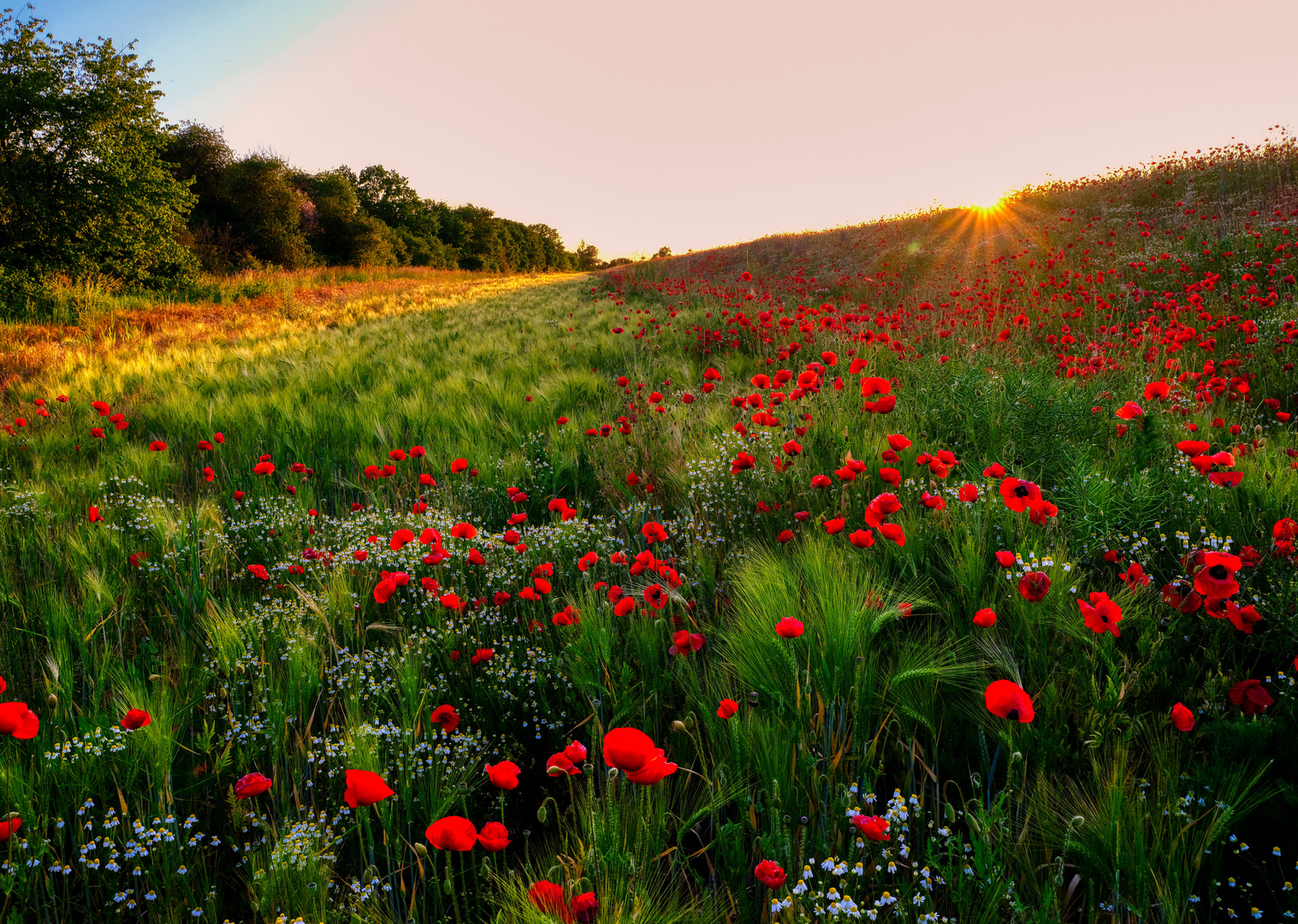 Sonne, Mohn und Stern ...