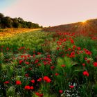 Sonne, Mohn und Stern ...