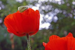 Sonne, Mohn und Sterne