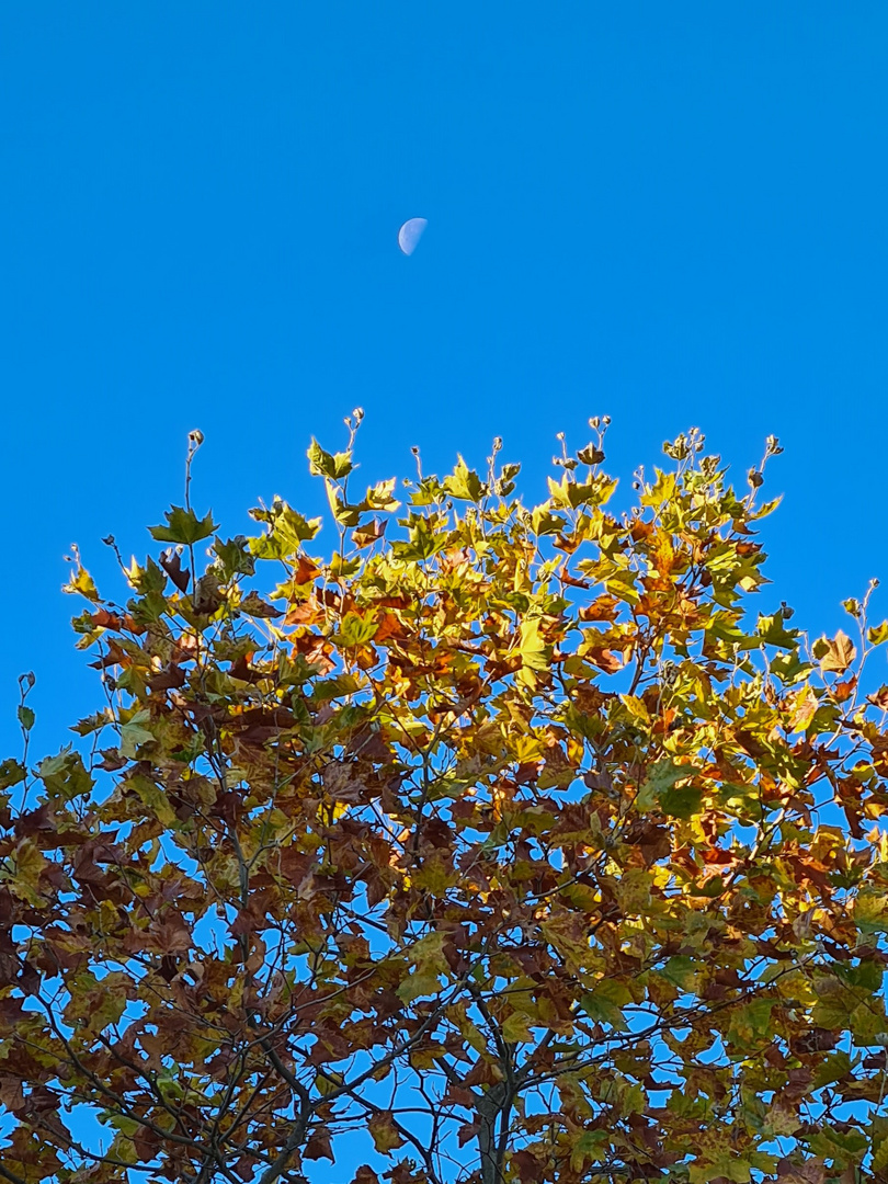 Sonne, Mond und bunte Bäume