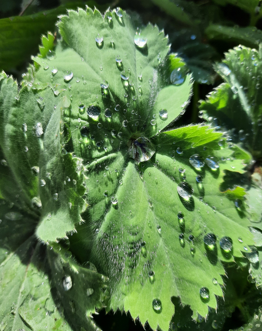 Sonne nach dem Regen.