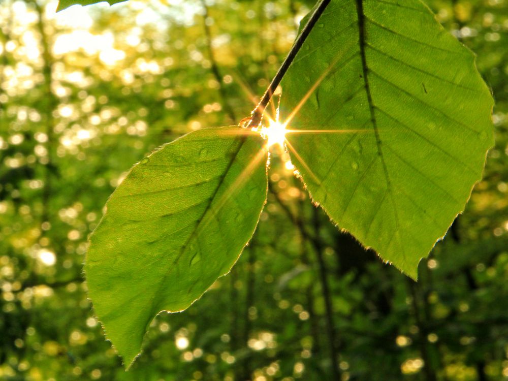 Sonne nach dem Regen