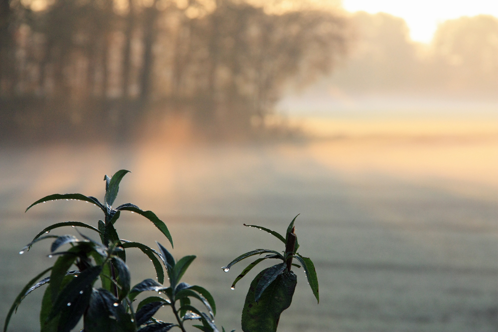 Sonne + Nebel (2)