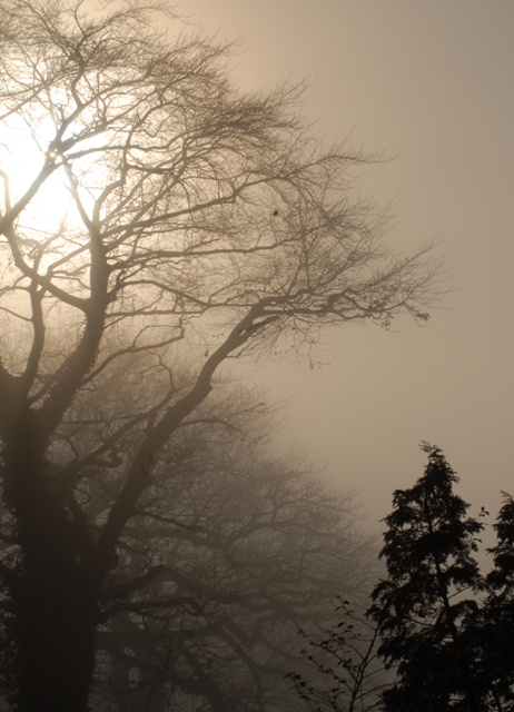 Sonne Nebel Bäume