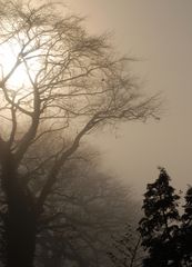 Sonne Nebel Bäume