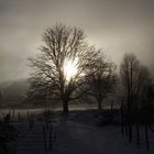 Sonne , Nebel , Bäume, Schnee