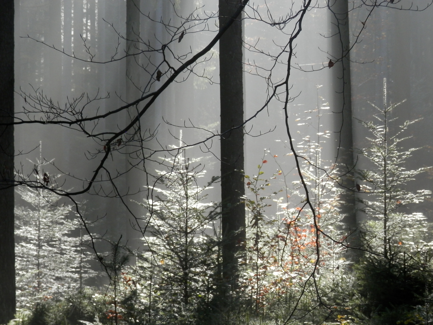 Sonne, Nebel, Licht, Schatten...