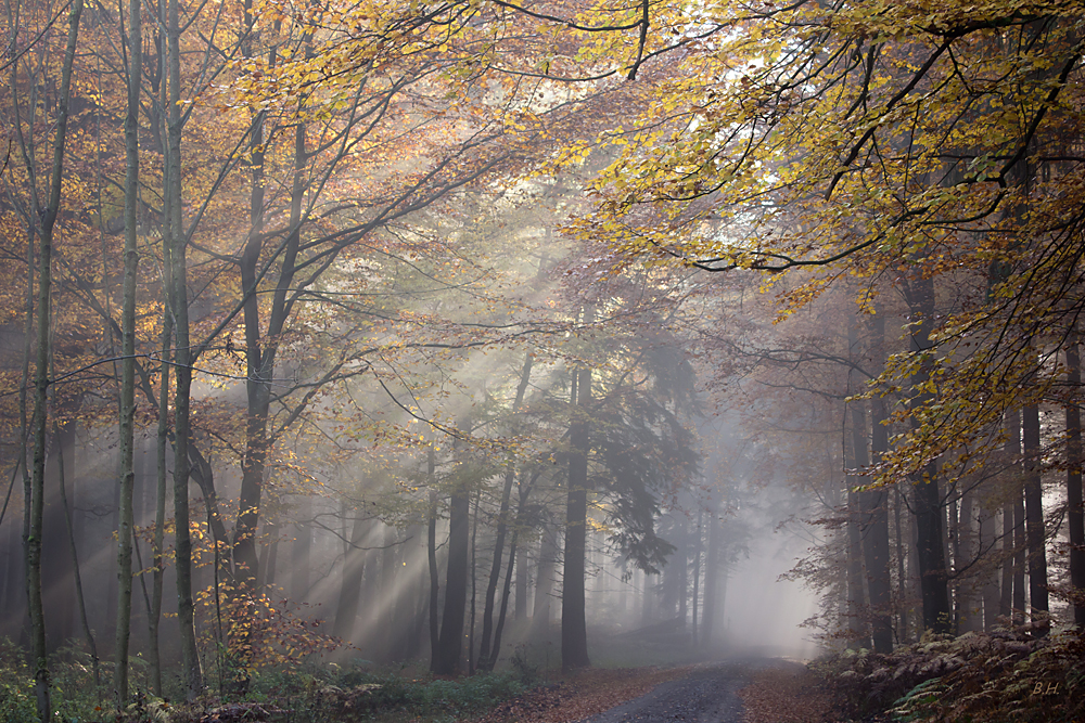 Sonne-Nebel-Wald