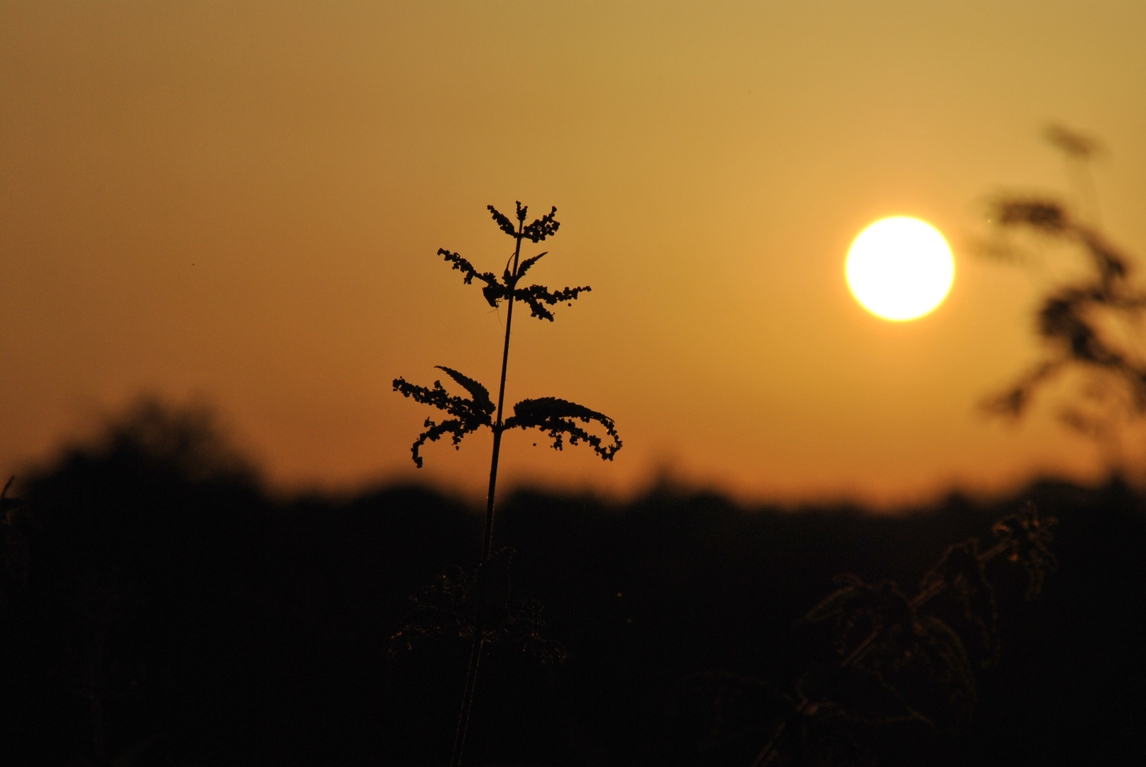 Sonne oder Brennnessel