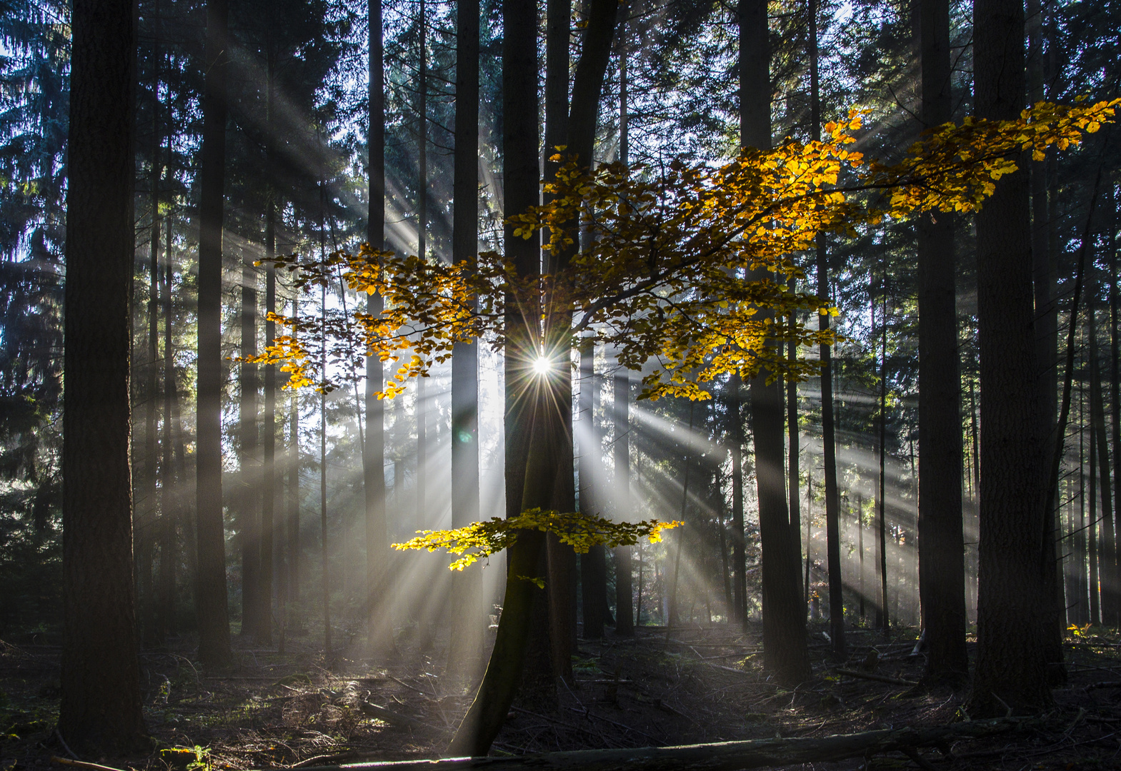 Sonne oder Nebel?