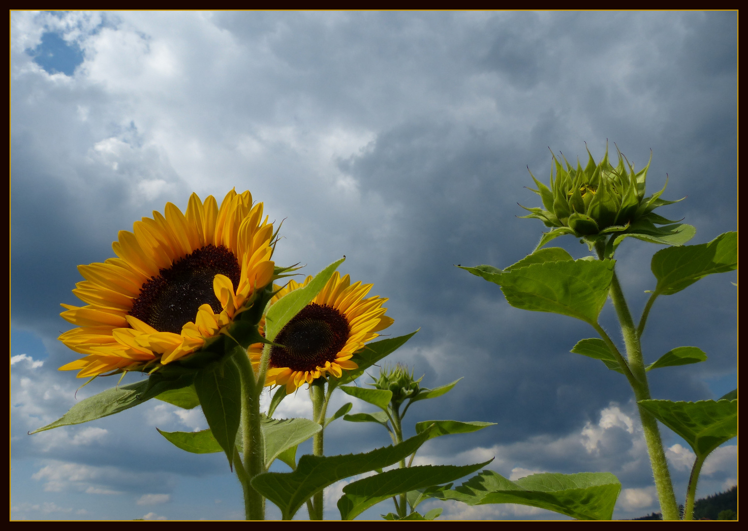 Sonne oder Regen ??