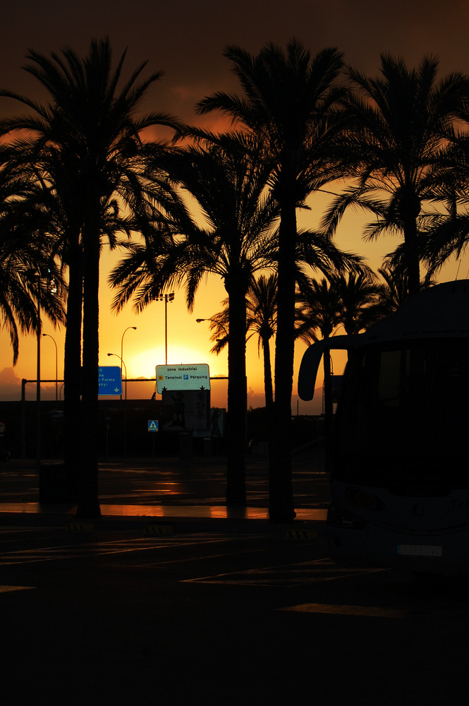 Sonne, Palmen, Mallorca