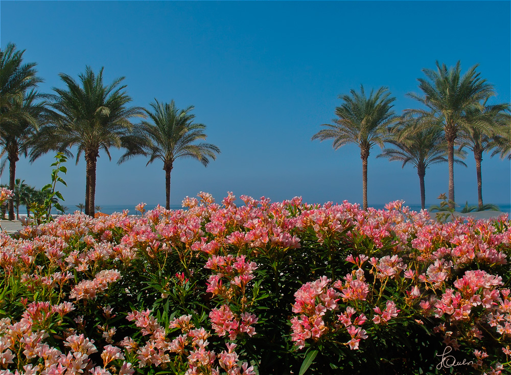 Sonne, Palmen, Meer und Blumen