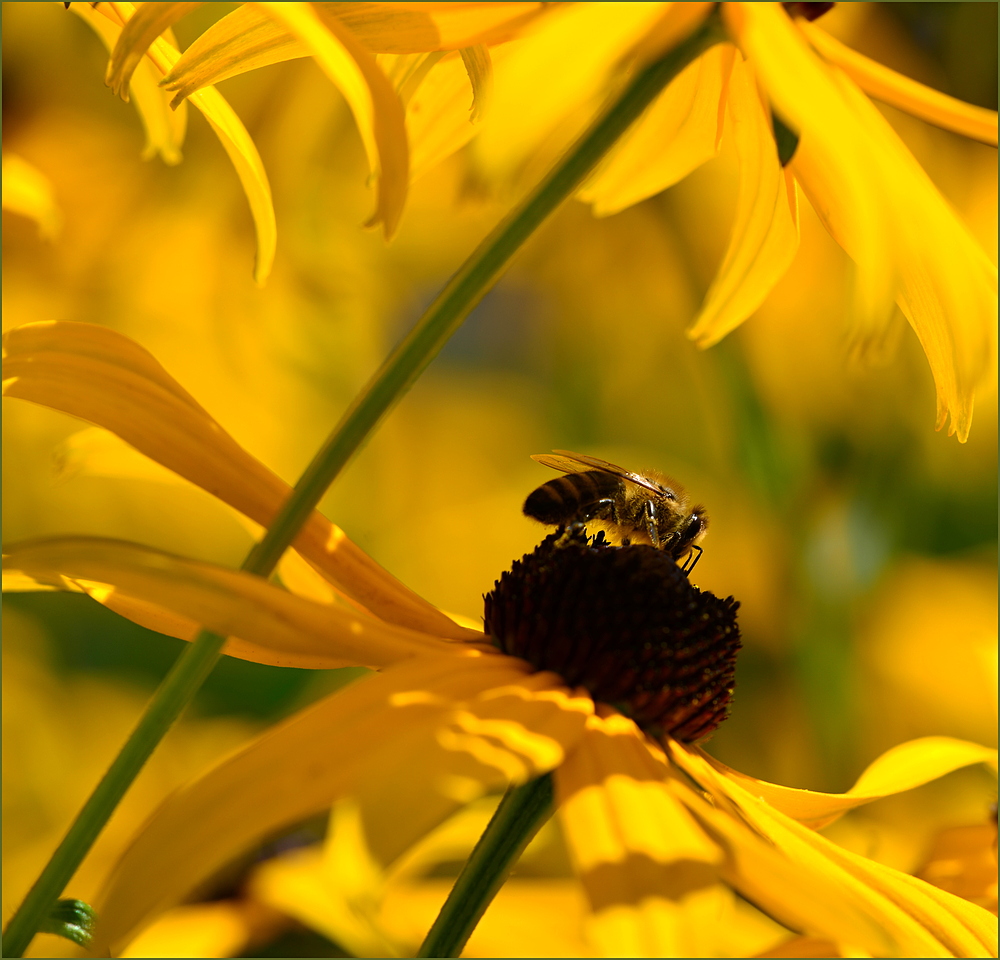 Sonne Pur, der Sommer gibt nochmals alles.....