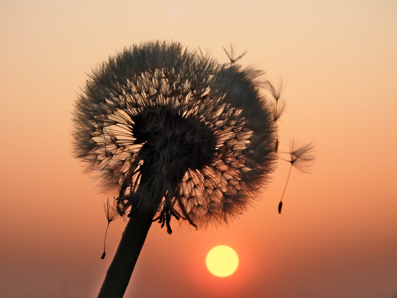 Sonne & Pusteblume...