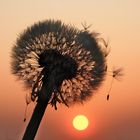 Sonne & Pusteblume...