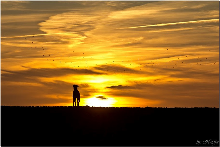 Sonne, Samson und ne Menge Vögelchen