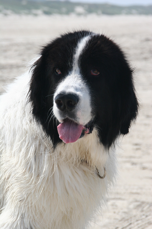 Sonne, Sand und Seeluft