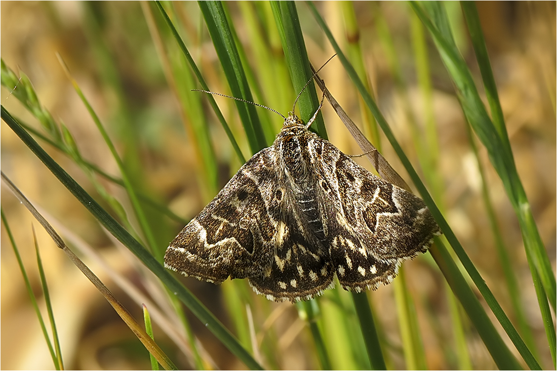  Sonne - Schatten - Gras - Eule