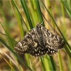  Sonne - Schatten - Gras - Eule