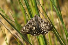  Sonne - Schatten - Gras - Eule