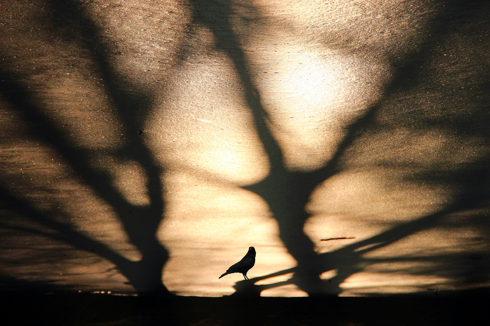 ~ Sonne, Schatten, Silhoutte ~