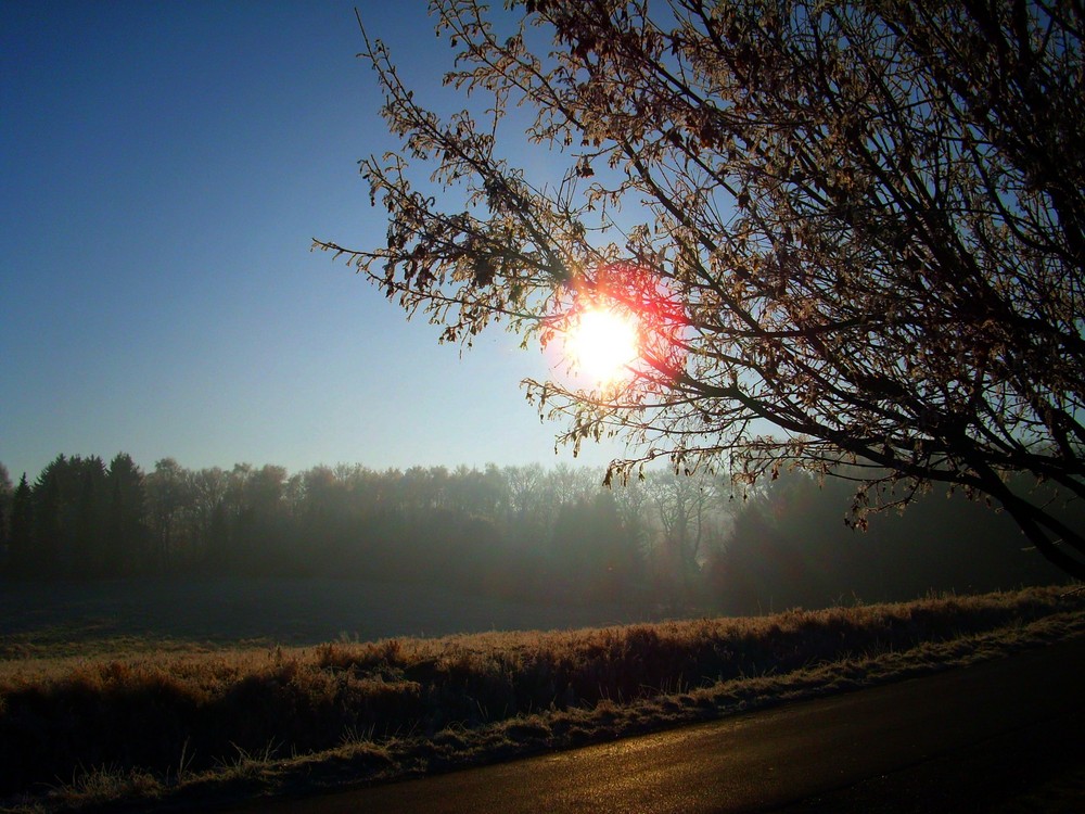 Sonne scheint duch Baum