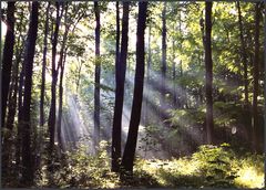 Sonne schickt ihre Strahlen