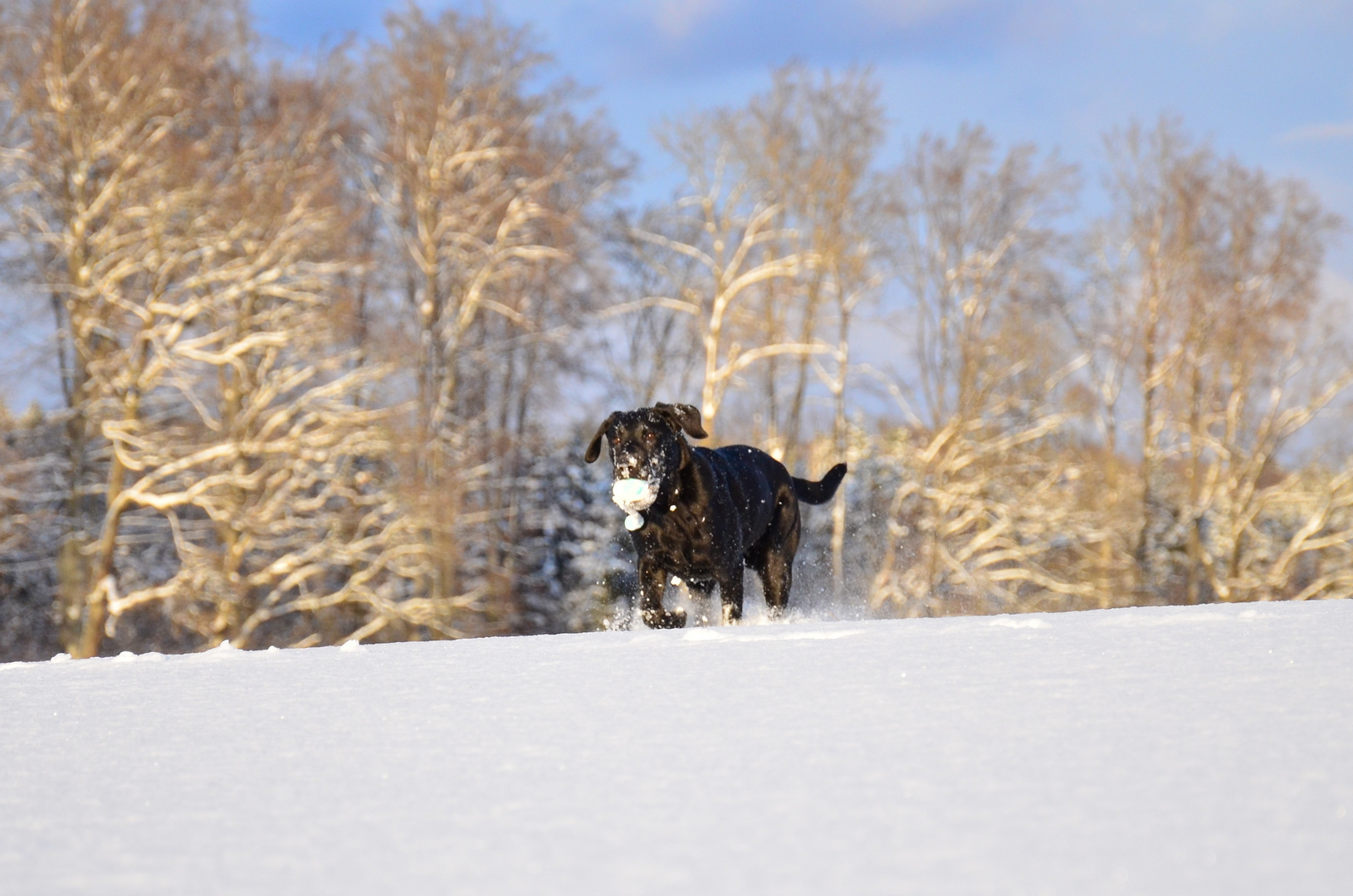 Sonne, Schnee und Ball - Beau im Glück