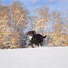 Sonne, Schnee und Ball - Beau im Glück