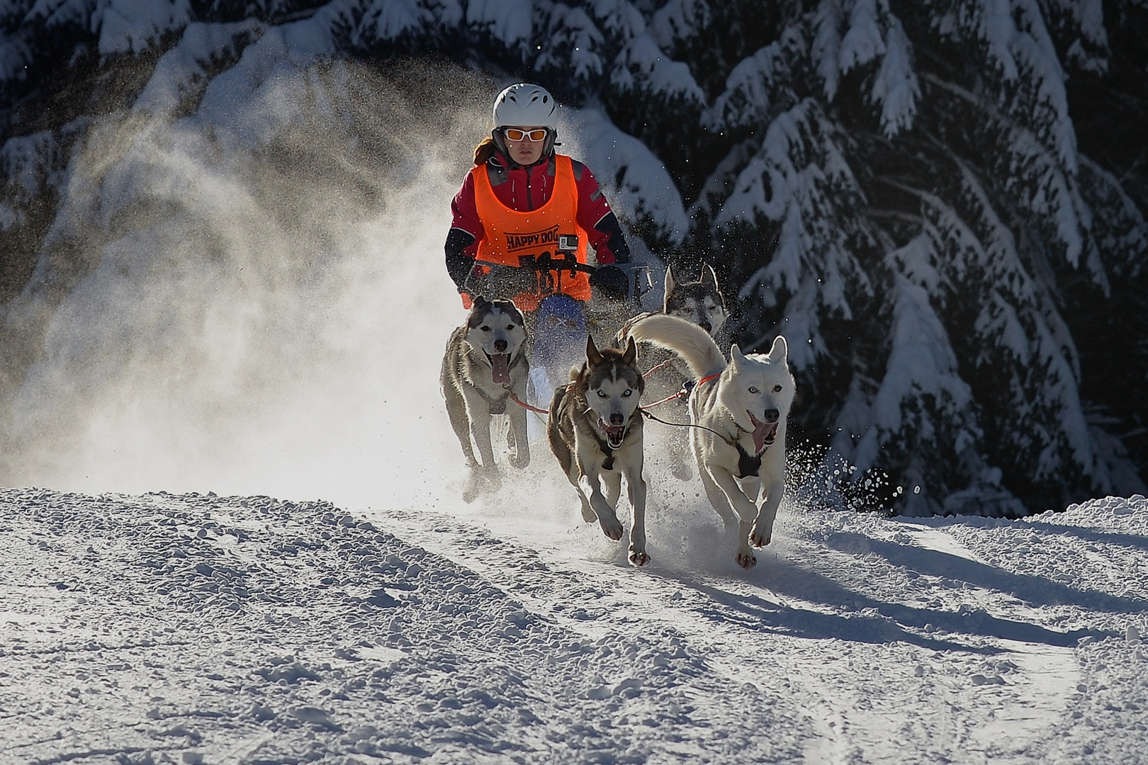 Sonne, Schnee und Huskys