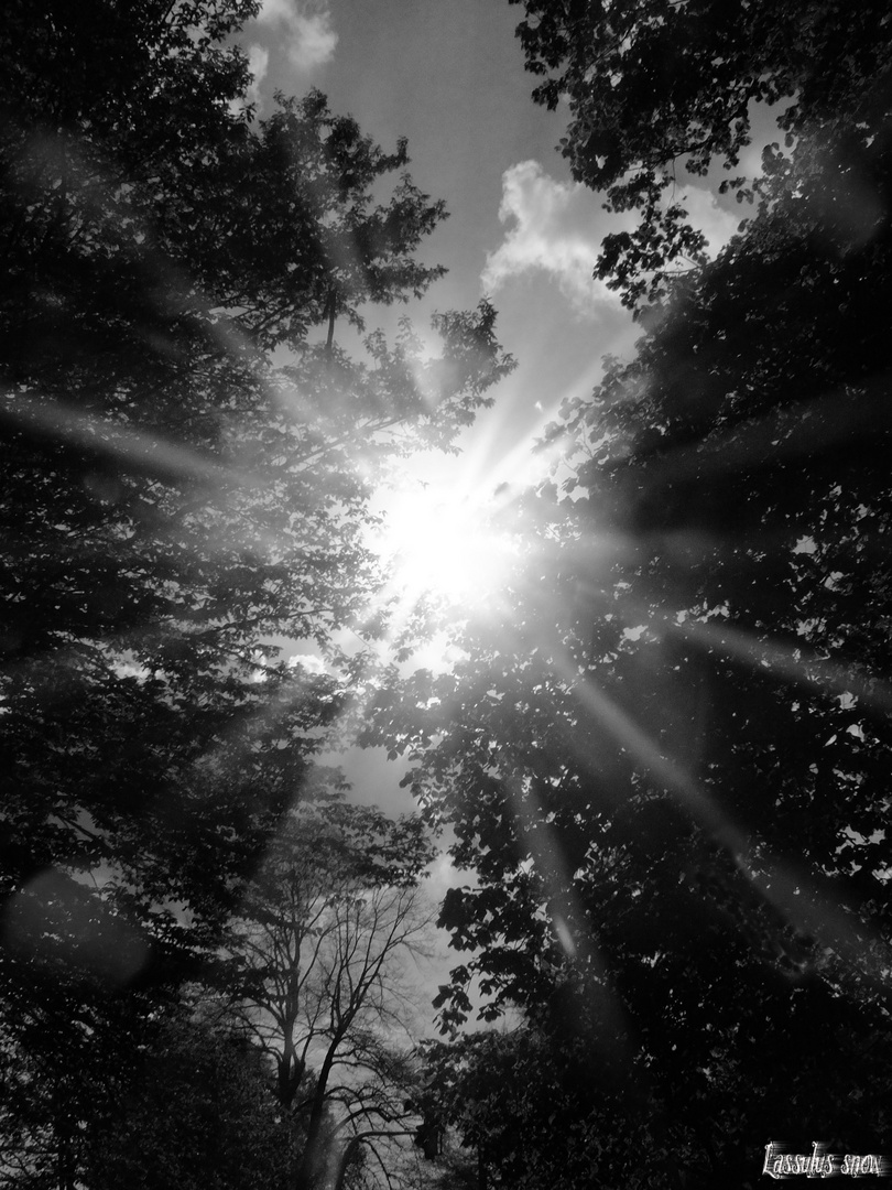 Sonne Schwarz Weiss Foto Bild Fotos Baume Sonne Bilder Auf Fotocommunity